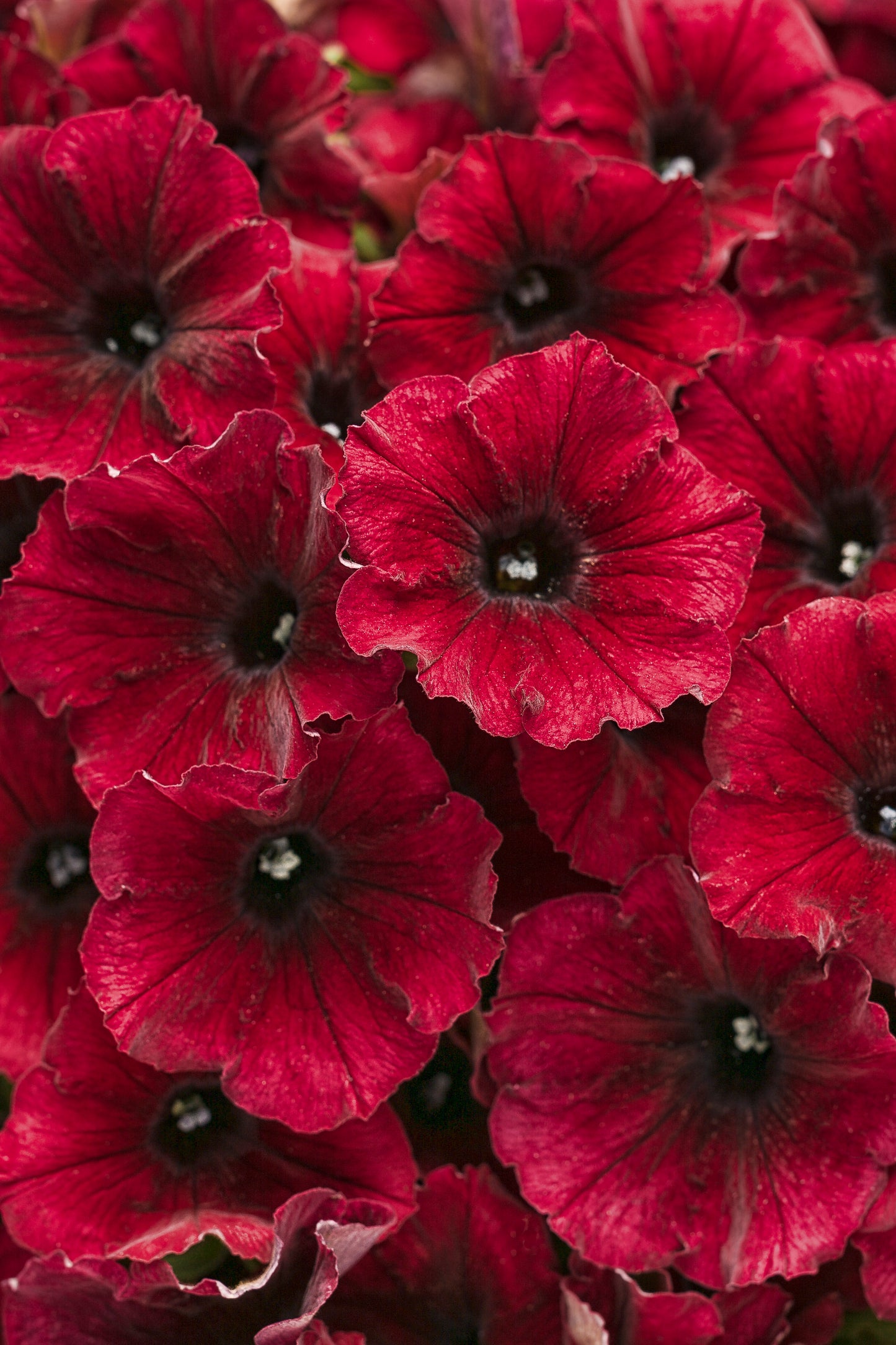 Proven Winners® Annuals - Supertunia® 4.5"