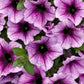 Proven Winners® Annuals - Supertunia® 4.5"