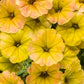 Proven Winners® Annuals - Supertunia® 4.5"