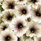 Proven Winners® Annuals - Supertunia® 4.5"