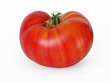 Bedding Plant Tomato
