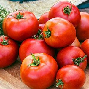 Bedding Plant Tomato