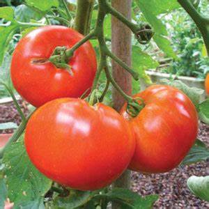 Bedding Plant Tomato