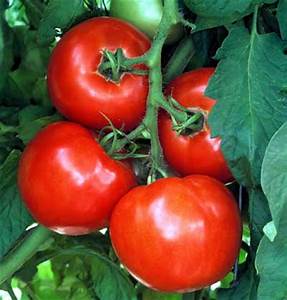 Bedding Plant Tomato