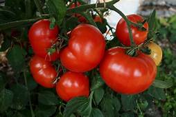 Bedding Plant Tomato