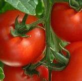 Bedding Plant Tomato