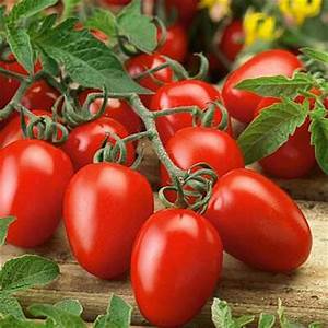 Bedding Plant Tomato