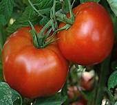 Bedding Plant Tomato