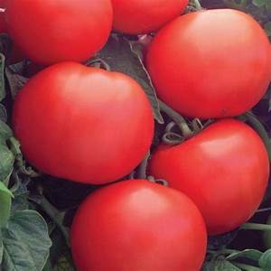 Bedding Plant Tomato