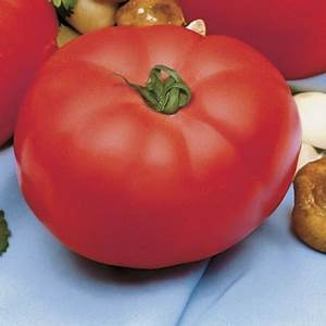 beefmaster tomato