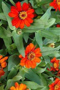 Bedding Plant Flowering Zinnia