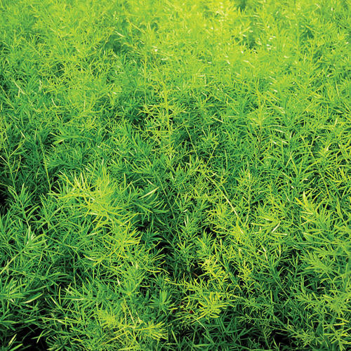 4.5" Annual Nature's Finest™ - Sprengeri Asparagus Fern