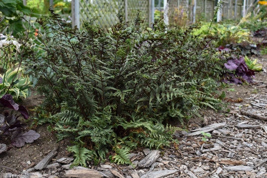 Proven Winners® 'Crested Surf' Crested Japanese Painted Fern (Athyrium niponicum)