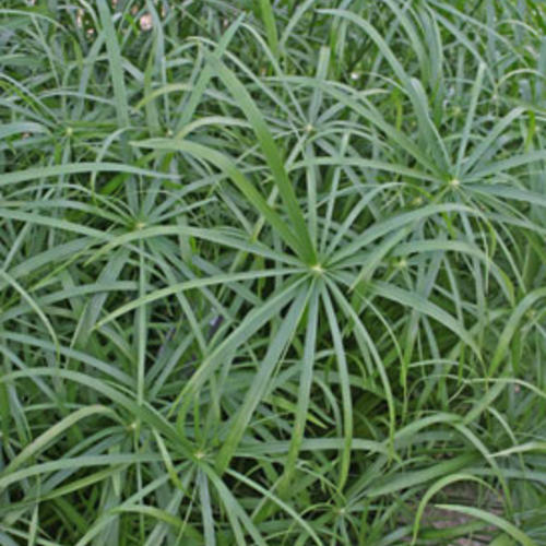 Proven Winners® Annuals - Cyperus, Baby Tut