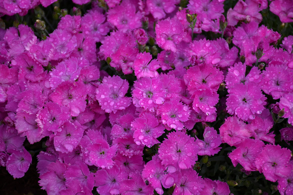Paint the Town Red' - Pinks - Dianthus hybrid
