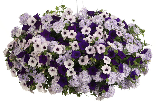 12" Hanging Basket, Combo Proven Winners® Do You Lilac It?