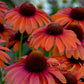 Proven Winners® Color Coded® 'Orange You Awesome' Coneflower