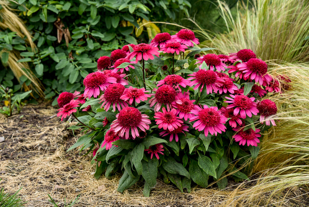 Proven Winners® Double Coded™ 'Raspberry Beret' Coneflower