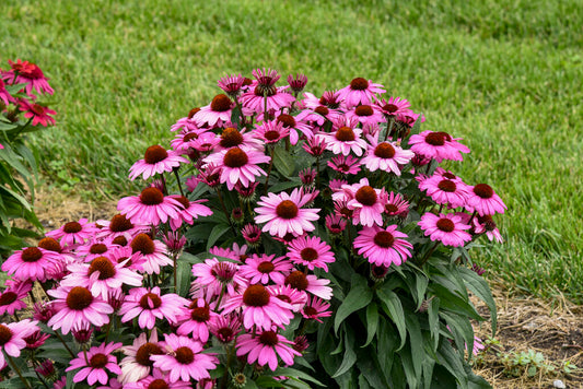 Proven Winners® Color Coded® 'The Fuchsia is Bright' Coneflower