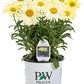 Proven Winners® - Perennials  Leucanthemum, Shasta Daisy