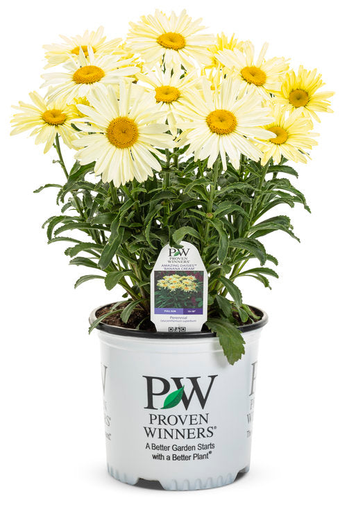 Proven Winners® - Perennials  Leucanthemum, Shasta Daisy