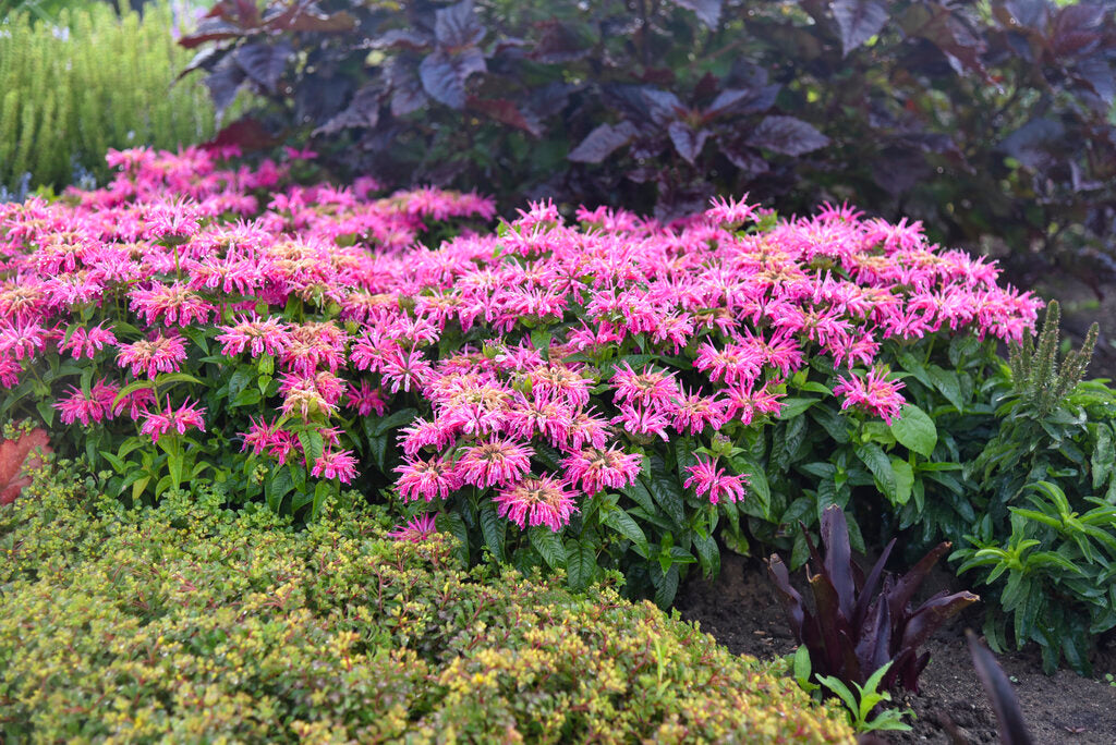 Proven Winners® 'Leading Lady Pink' Bee Balm