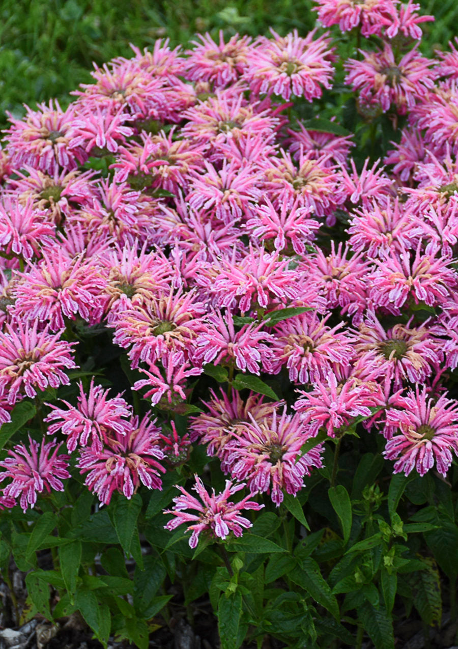 Proven Winners® 'Leading Lady Pink' Bee Balm