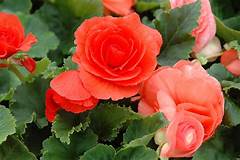 4.5" Annual Nature's Finest™ - Nonstop Begonia