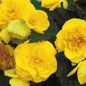 4.5" Annual Nature's Finest™ - Nonstop Begonia