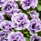 Proven Winners® Annuals - Supertunia® 4.5"