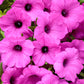 Proven Winners® Annuals - Supertunia® 4.5"