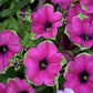 Proven Winners® Annuals - Supertunia® 4.5"