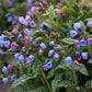 Proven Winners® 'Pink-a-Blue' Lungwort (Pulmonaria hybrid)