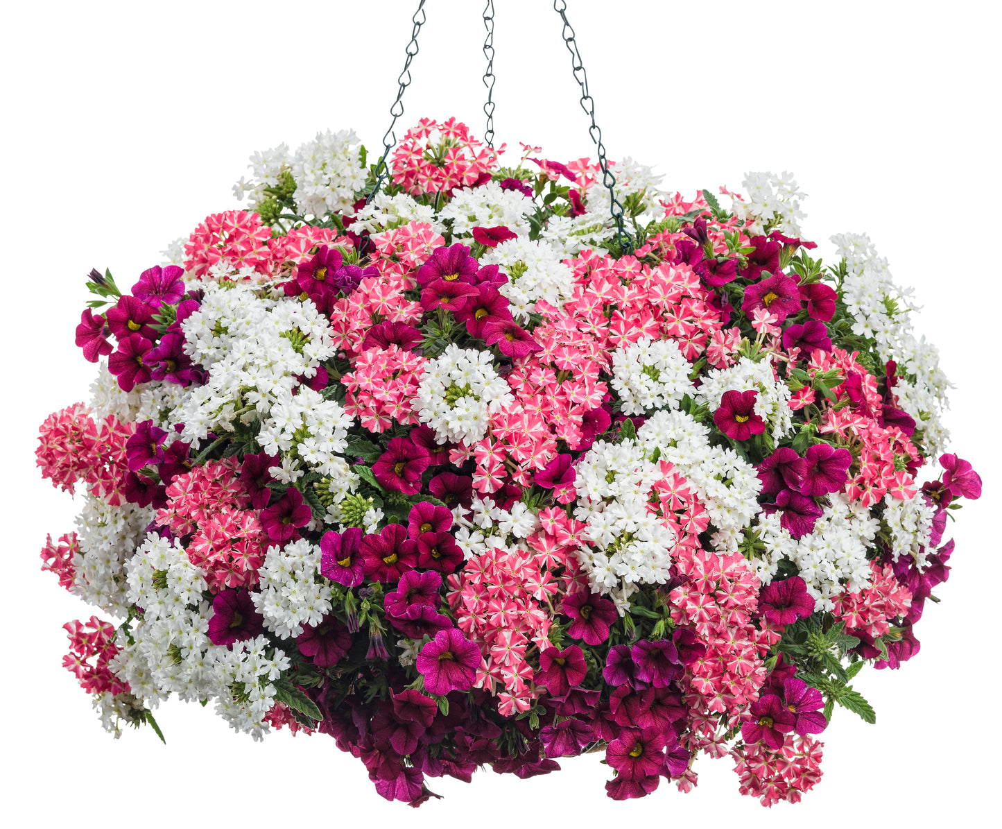 12" Hanging Basket, Combo Proven Winners® So Sweet