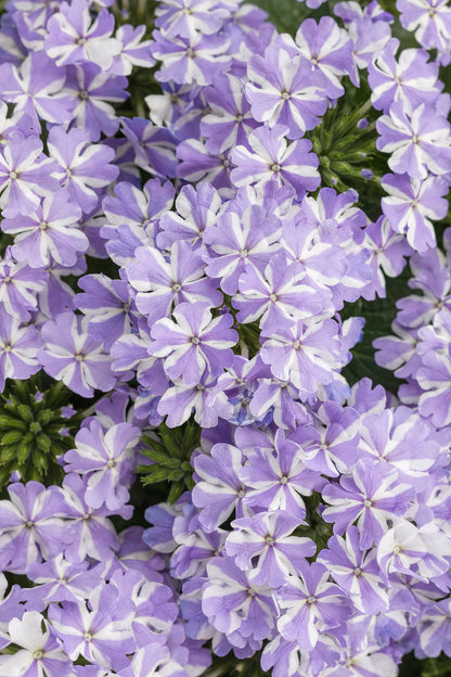 Proven Winners® Annuals - Verbena Superbena® 4.5"