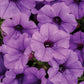 Proven Winners® Annuals - Supertunia® 4.5"