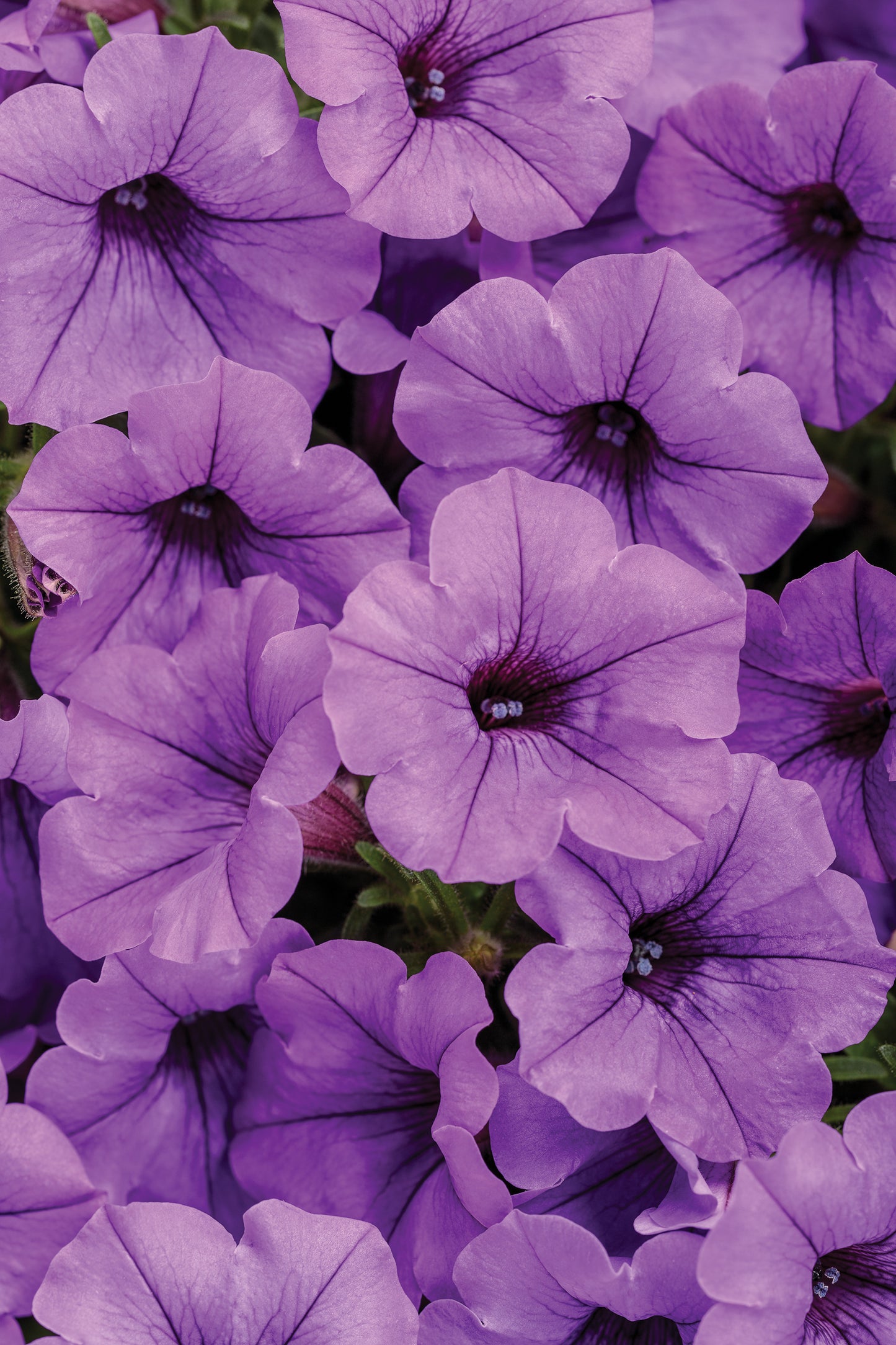 Proven Winners® Annuals - Supertunia® 4.5"