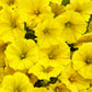 Proven Winners® Annuals - Supertunia® 4.5"