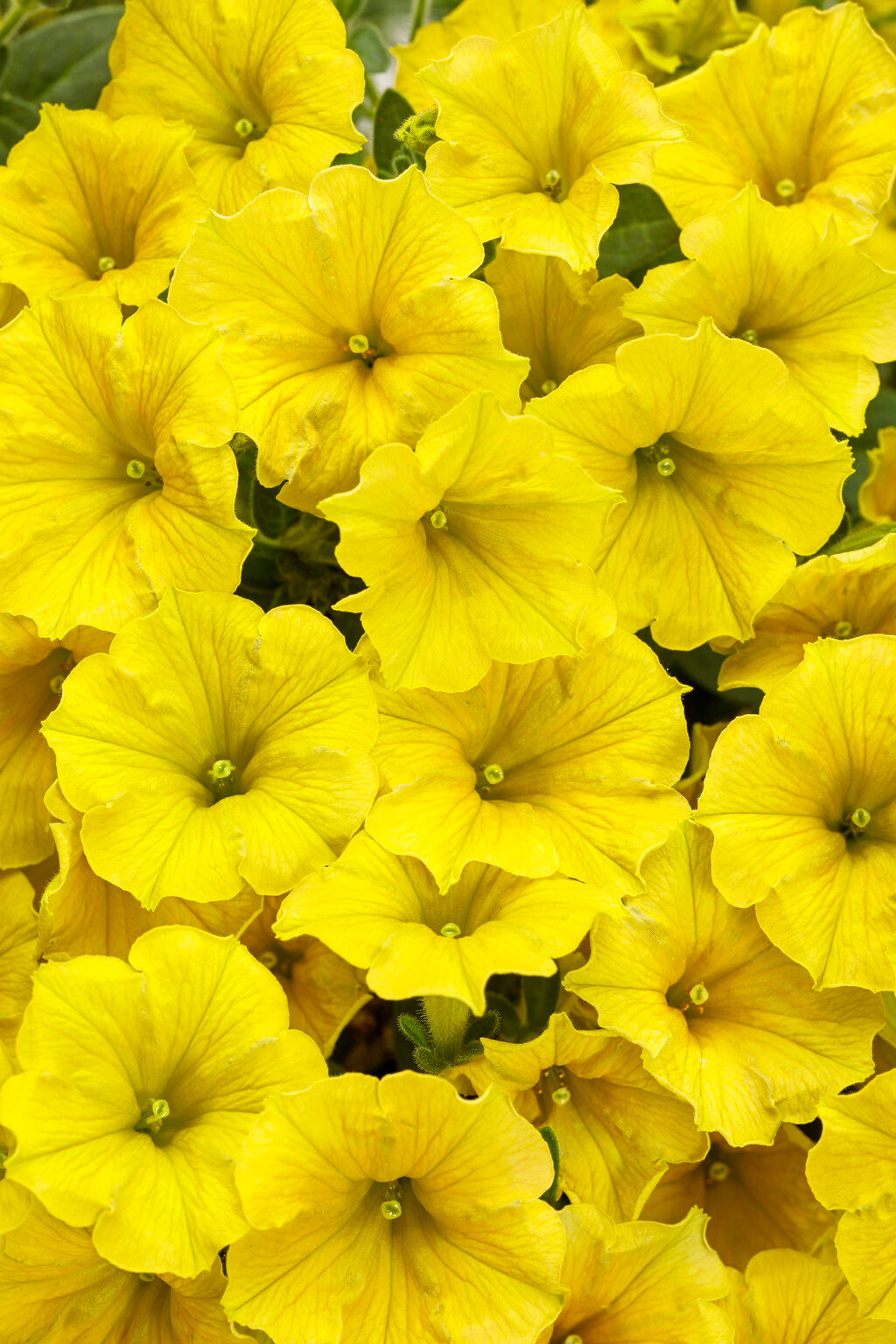 Proven Winners® Annuals - Supertunia® 4.5"