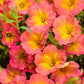 Proven Winners® Annuals - Supertunia® 4.5"