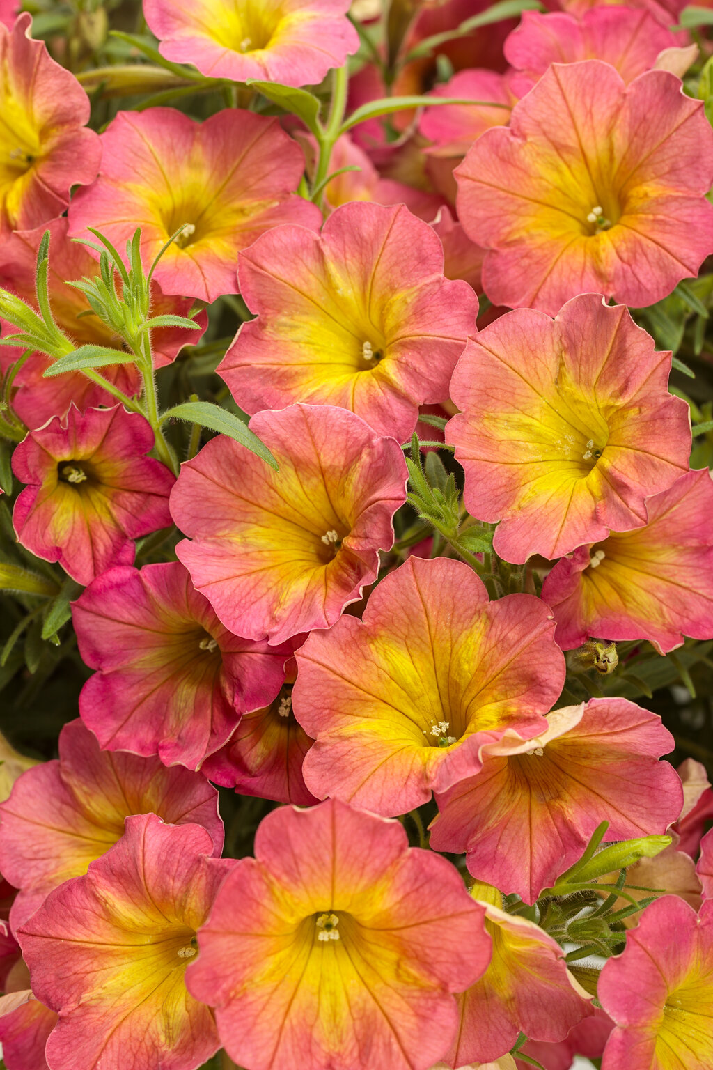 Proven Winners® Annuals - Supertunia® 4.5"