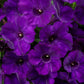 Proven Winners® Annuals - Supertunia® 4.5"