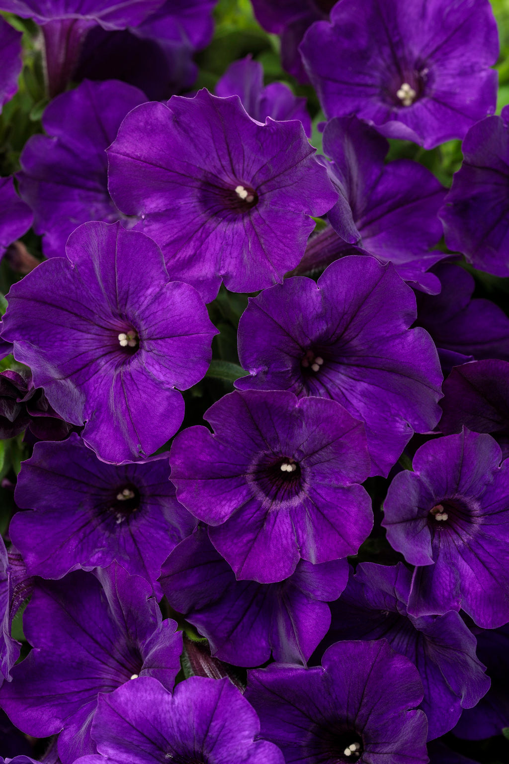 Proven Winners® Annuals - Supertunia® 4.5"