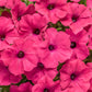 Proven Winners® Annuals - Supertunia® 4.5"