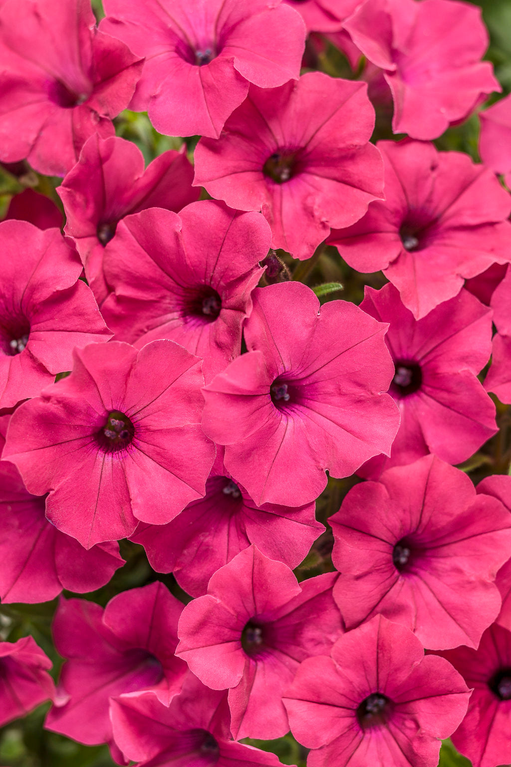 Proven Winners® Annuals - Supertunia® 4.5"
