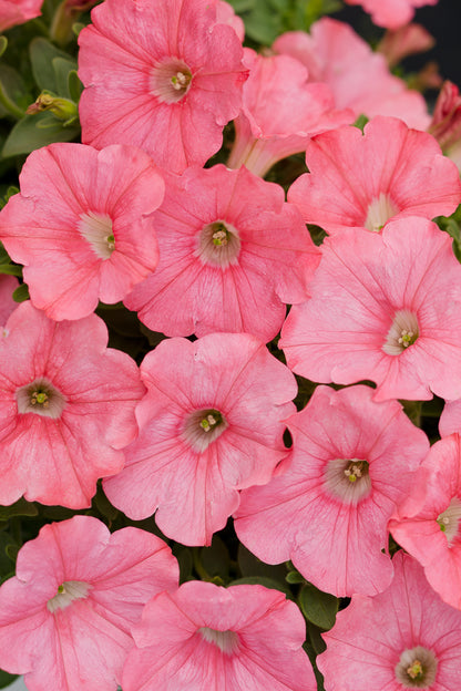 Proven Winners® Annuals - Supertunia® 4.5"