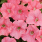 Proven Winners® Annuals - Supertunia® 4.5"