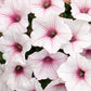 Proven Winners® Annuals - Supertunia® 4.5"