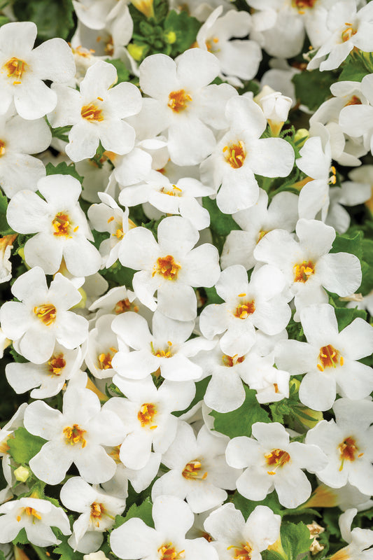 4.5" Annual Nature's Finest™ - Bacopa