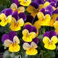 Bedding Plant Flowering Viola